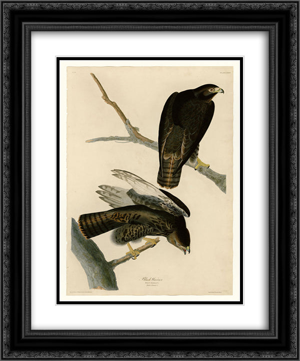 Plate 86 Black Warrior 20x24 Black Ornate Wood Framed Art Print Poster with Double Matting by Audubon, John James