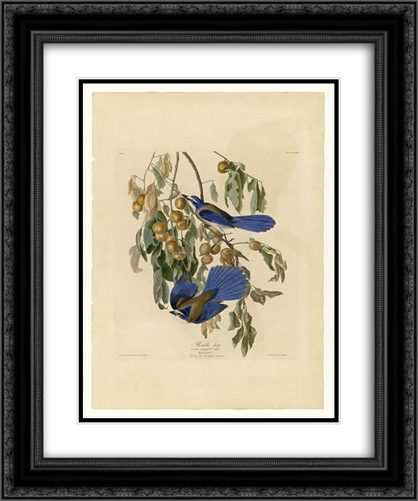 Plate 87 Florida Jay 20x24 Black Ornate Wood Framed Art Print Poster with Double Matting by Audubon, John James
