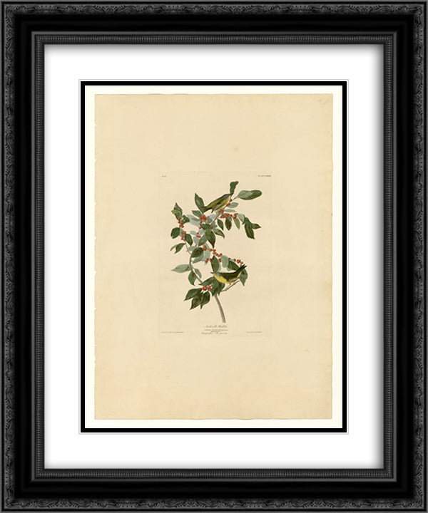 Plate 89 Nashville Warbler 20x24 Black Ornate Wood Framed Art Print Poster with Double Matting by Audubon, John James