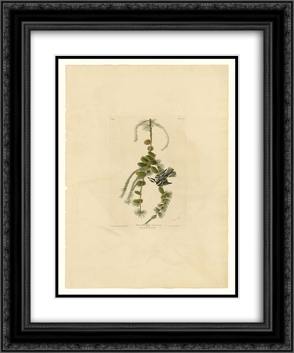 Plate 90 Black & White Creeper 20x24 Black Ornate Wood Framed Art Print Poster with Double Matting by Audubon, John James