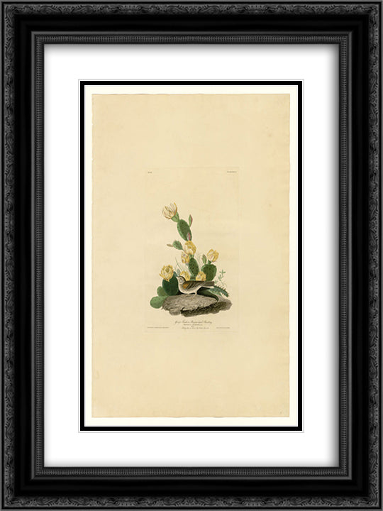 Plate 94 Grass Finch or Bay-winged Bunting 18x24 Black Ornate Wood Framed Art Print Poster with Double Matting by Audubon, John James