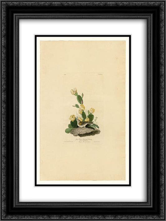 Plate 94 Grass Finch or Bay-winged Bunting 18x24 Black Ornate Wood Framed Art Print Poster with Double Matting by Audubon, John James