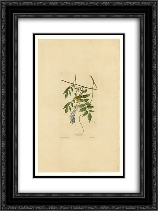 Plate 95 Yellow-poll Warbler 18x24 Black Ornate Wood Framed Art Print Poster with Double Matting by Audubon, John James