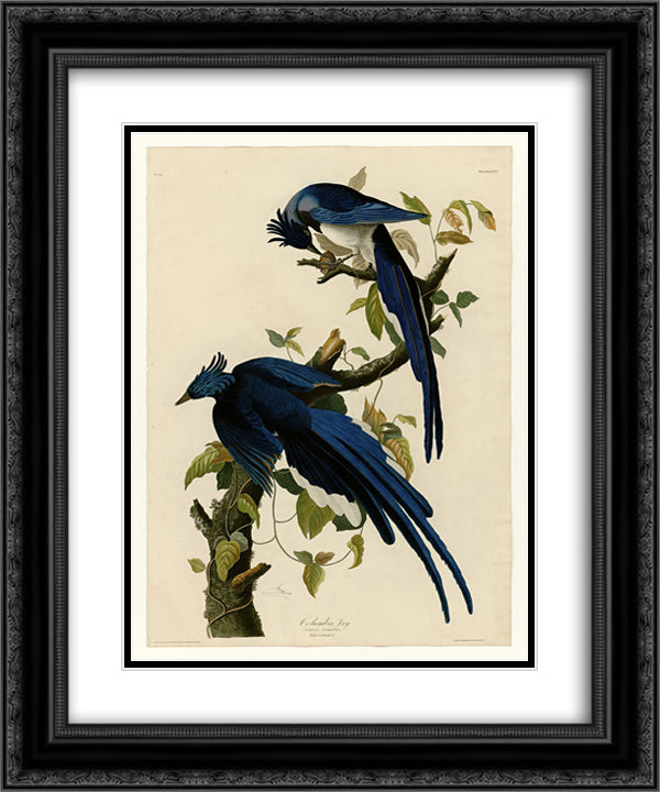 Plate 96 Columbia Jay 20x24 Black Ornate Wood Framed Art Print Poster with Double Matting by Audubon, John James