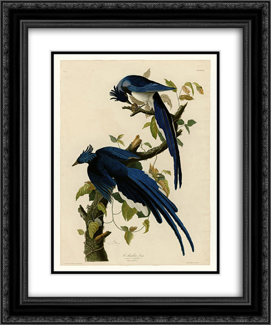 Plate 96 Columbia Jay 20x24 Black Ornate Wood Framed Art Print Poster with Double Matting by Audubon, John James