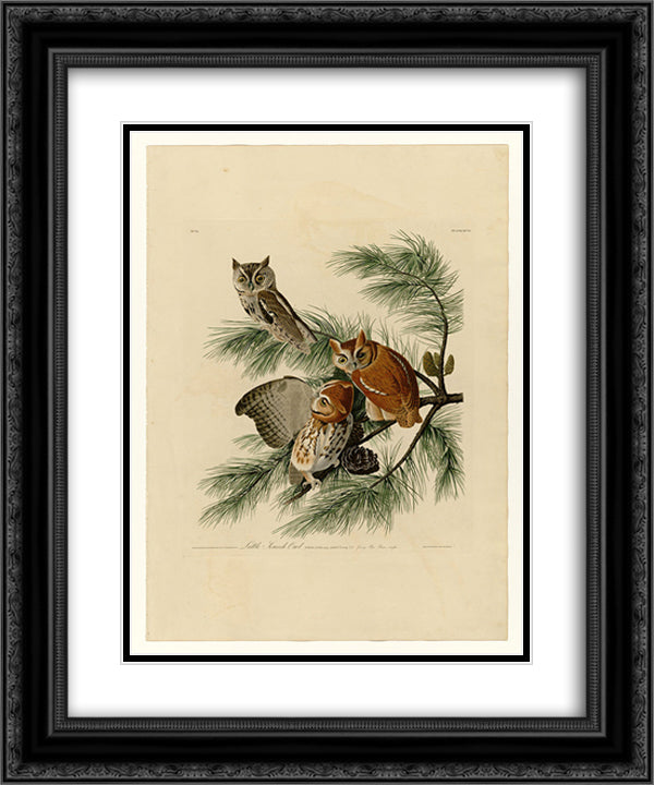 Plate 97 Little Screech Owl 20x24 Black Ornate Wood Framed Art Print Poster with Double Matting by Audubon, John James