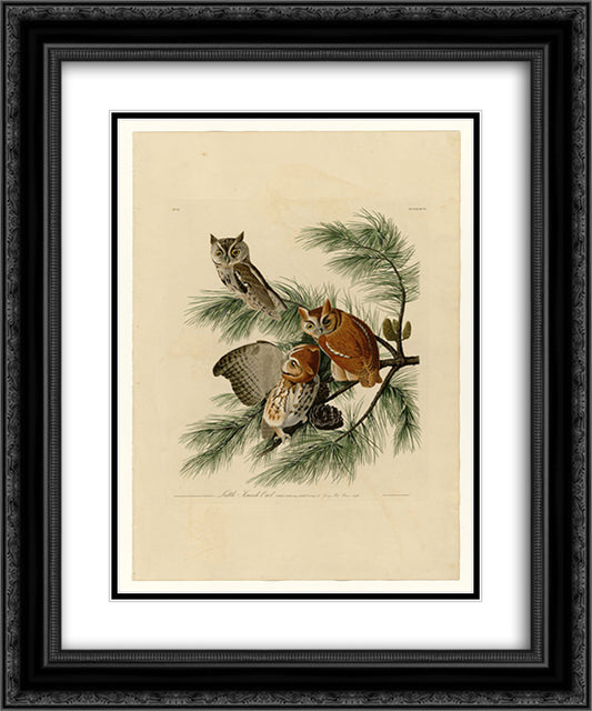 Plate 97 Little Screech Owl 20x24 Black Ornate Wood Framed Art Print Poster with Double Matting by Audubon, John James