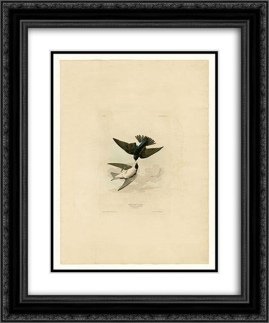Plate 98 White-bellied Swallow 20x24 Black Ornate Wood Framed Art Print Poster with Double Matting by Audubon, John James