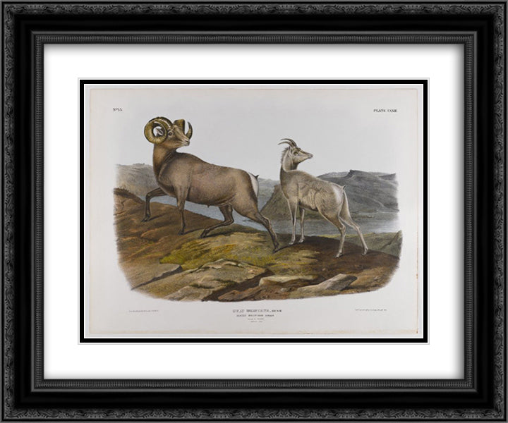 Rocky Mountain Sheep 24x20 Black Ornate Wood Framed Art Print Poster with Double Matting by Audubon, John James