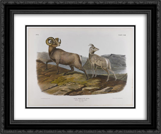 Rocky Mountain Sheep 24x20 Black Ornate Wood Framed Art Print Poster with Double Matting by Audubon, John James