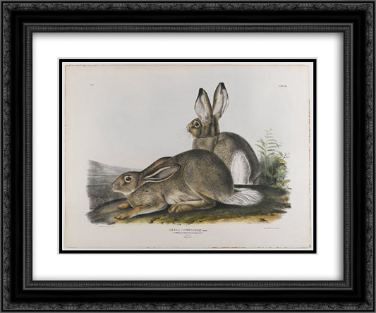 Townsend's Rocky Mountain Hare 24x20 Black Ornate Wood Framed Art Print Poster with Double Matting by Audubon, John James