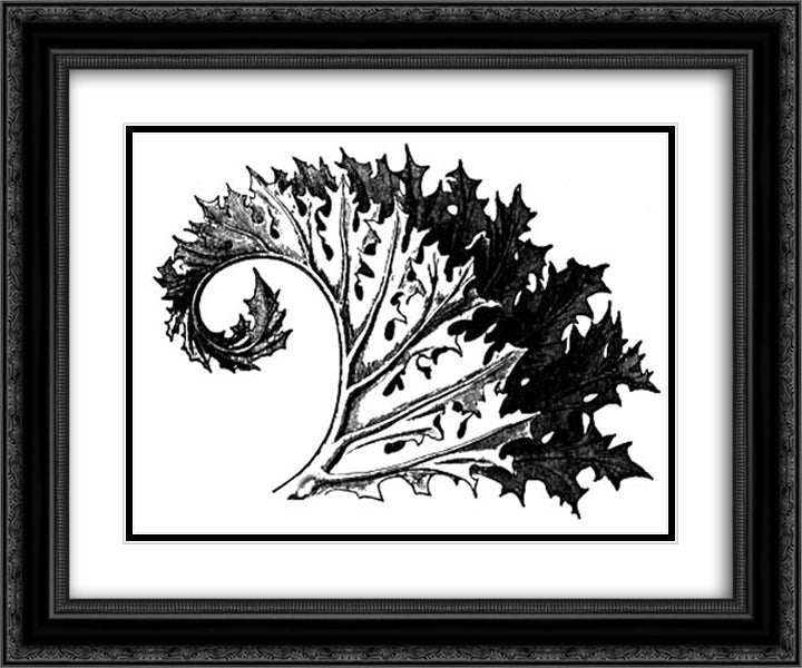 Acanthus 24x20 Black Ornate Wood Framed Art Print Poster with Double Matting by Ruskin, John