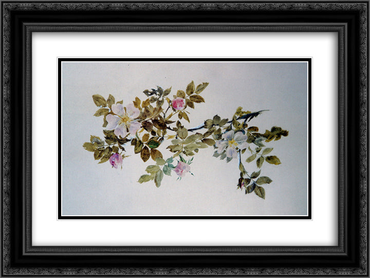 Study of Wild Rose 24x18 Black Ornate Wood Framed Art Print Poster with Double Matting by Ruskin, John