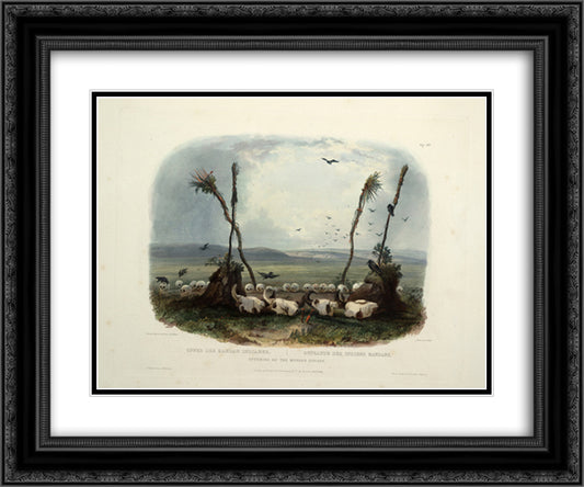 Offering of the Mandan Indians, plate 14 from Volume 1 of 'Travels in the Interior of North America' 24x20 Black Ornate Wood Framed Art Print Poster with Double Matting by Bodmer, Karl