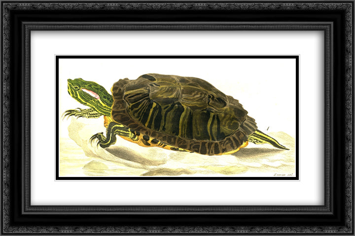 Painting of Trachemys scripta elegans (Wied) 24x16 Black Ornate Wood Framed Art Print Poster with Double Matting by Bodmer, Karl