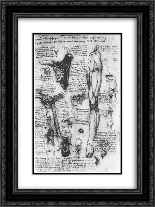 Anatomical studies (larynx and leg) 18x24 Black Ornate Wood Framed Art Print Poster with Double Matting by da Vinci, Leonardo