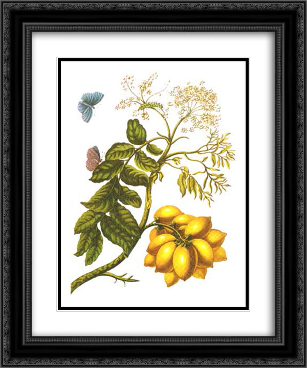 from Metamorphosis insectorum Surinamensium, Plate XIII. (Spondias purpurea) 20x24 Black Ornate Wood Framed Art Print Poster with Double Matting by Merian, Maria Sibylla