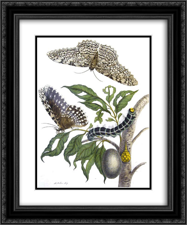 from Metamorphosis insectorum Surinamensium, Plate XX. (Thysania agrippina) 20x24 Black Ornate Wood Framed Art Print Poster with Double Matting by Merian, Maria Sibylla