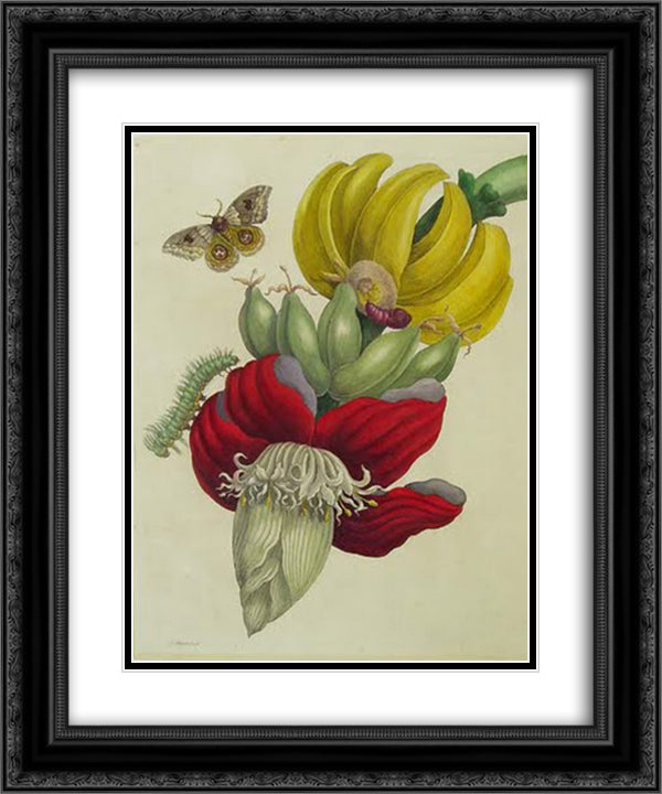 Inflorescence of Banana 20x24 Black Ornate Wood Framed Art Print Poster with Double Matting by Merian, Maria Sibylla