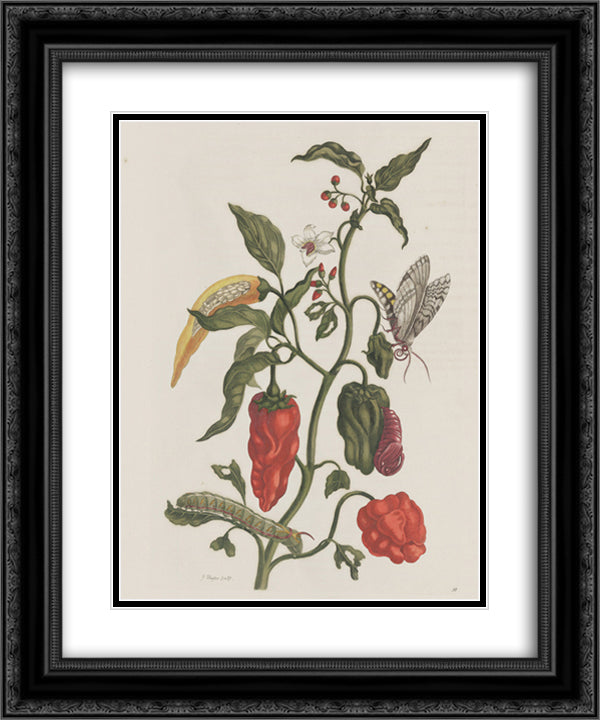Metamorphosis insectorum Surinamensiam 20x24 Black Ornate Wood Framed Art Print Poster with Double Matting by Merian, Maria Sibylla