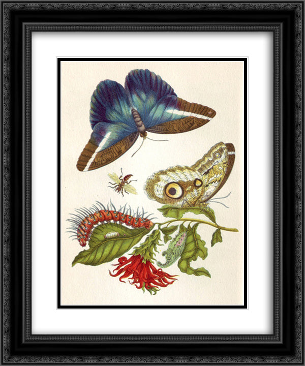Metamorphosis insectorum Surinamensium 20x24 Black Ornate Wood Framed Art Print Poster with Double Matting by Merian, Maria Sibylla