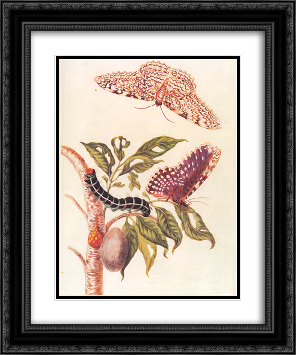 Metamorphosis of a Butterfly 20x24 Black Ornate Wood Framed Art Print Poster with Double Matting by Merian, Maria Sibylla