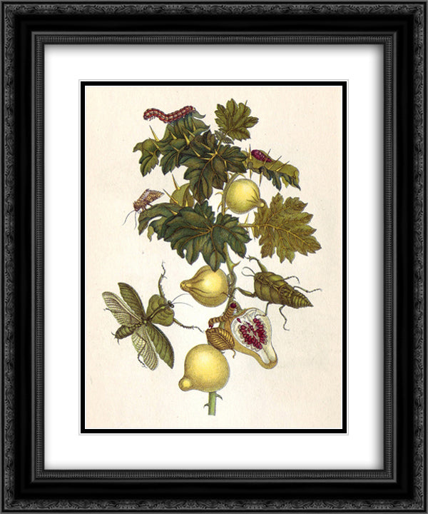Musa paradisiaca 20x24 Black Ornate Wood Framed Art Print Poster with Double Matting by Merian, Maria Sibylla