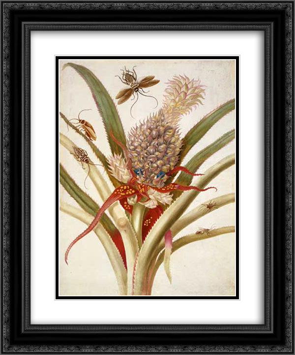 Pineapple and cockroaches 20x24 Black Ornate Wood Framed Art Print Poster with Double Matting by Merian, Maria Sibylla