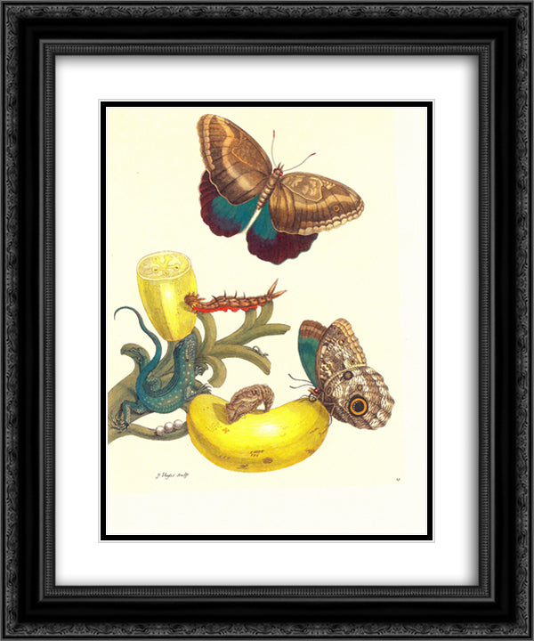 Plate #23- Musa paradisiaca, Caligo teucer and Cnemidophorus lemniscatus 20x24 Black Ornate Wood Framed Art Print Poster with Double Matting by Merian, Maria Sibylla
