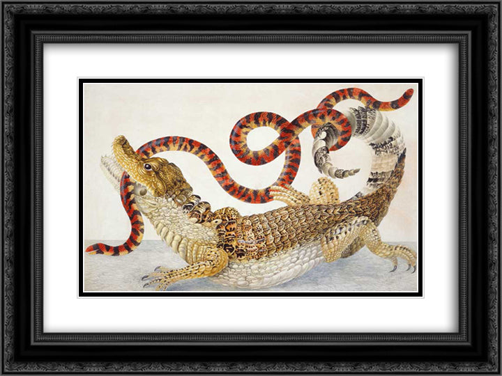 Spectacled Caiman (Caiman crocodilus) and a False Coral Snake (Anilius scytale) 24x18 Black Ornate Wood Framed Art Print Poster with Double Matting by Merian, Maria Sibylla