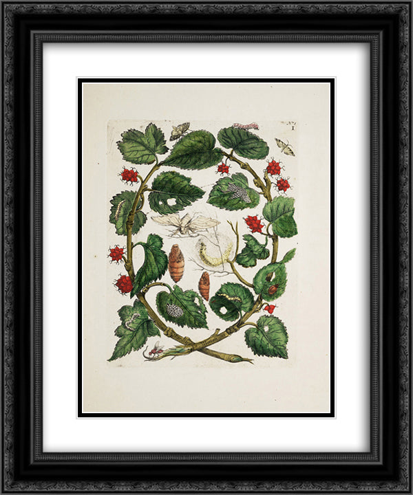 unknown title 20x24 Black Ornate Wood Framed Art Print Poster with Double Matting by Merian, Maria Sibylla