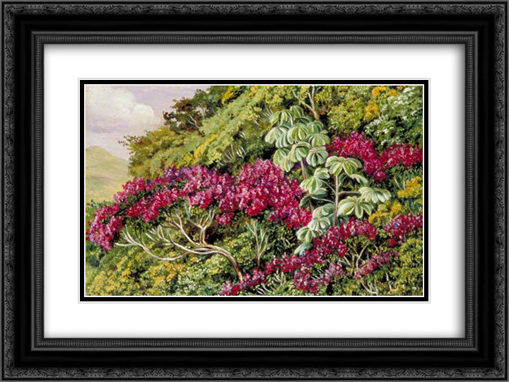 A Bank of Quaresma and Trumpet Trees, Brazil 24x18 Black Ornate Wood Framed Art Print Poster with Double Matting by North, Marianne
