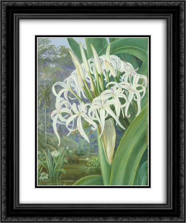 A Bornean Crinum 20x24 Black Ornate Wood Framed Art Print Poster with Double Matting by North, Marianne