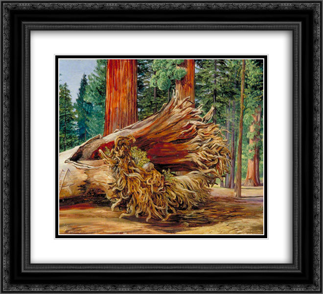 A Fallen Giant, Calaveras Grove, California 22x20 Black Ornate Wood Framed Art Print Poster with Double Matting by North, Marianne