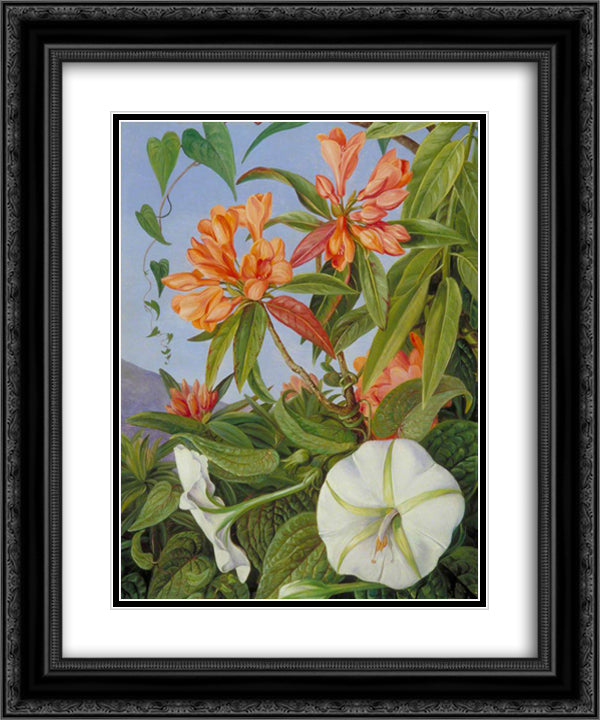 A Javan Rhododendron and Ipomoea 20x24 Black Ornate Wood Framed Art Print Poster with Double Matting by North, Marianne