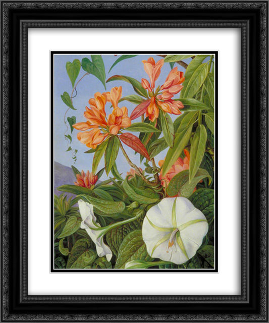 A Javan Rhododendron and Ipomoea 20x24 Black Ornate Wood Framed Art Print Poster with Double Matting by North, Marianne