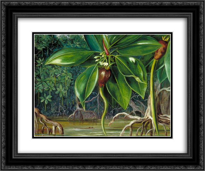 A Mangrove Swamp in Sarawak, Borneo 24x20 Black Ornate Wood Framed Art Print Poster with Double Matting by North, Marianne
