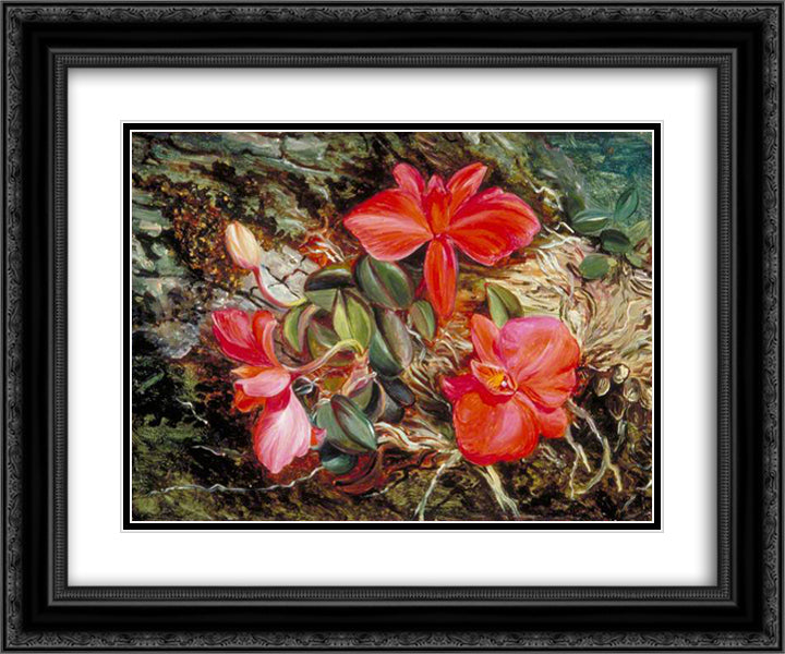 Brazilian Orchid 24x20 Black Ornate Wood Framed Art Print Poster with Double Matting by North, Marianne