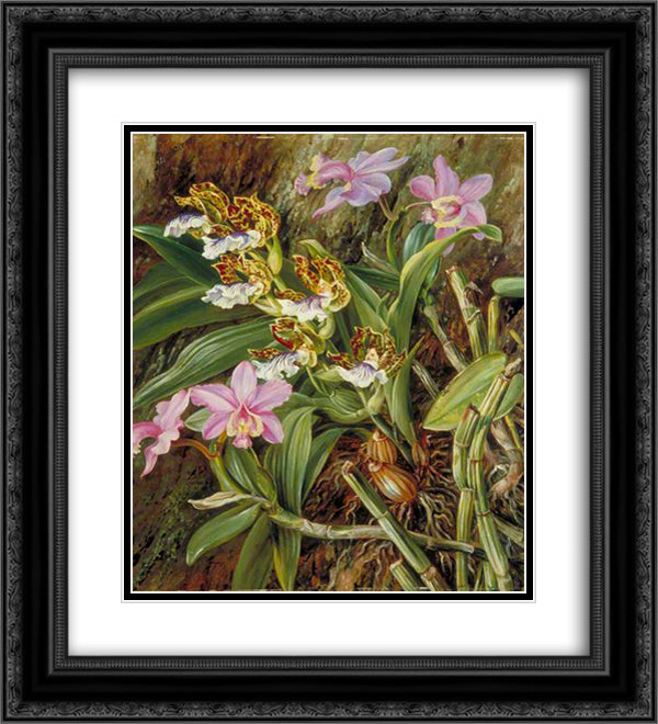 Brazilian Orchids 20x22 Black Ornate Wood Framed Art Print Poster with Double Matting by North, Marianne