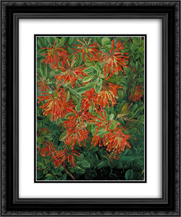 Burning Bush and Emu Wren of Chili 20x24 Black Ornate Wood Framed Art Print Poster with Double Matting by North, Marianne