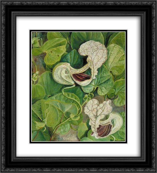 Carnivorous Flower 20x22 Black Ornate Wood Framed Art Print Poster with Double Matting by North, Marianne