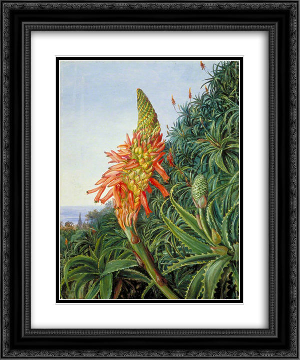 Common Aloe in Flower, Teneriffe 20x24 Black Ornate Wood Framed Art Print Poster with Double Matting by North, Marianne