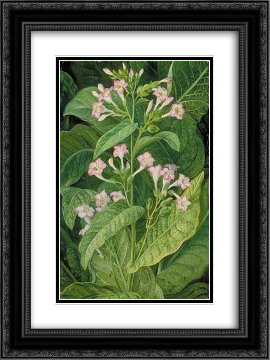 Common Tobacco 18x24 Black Ornate Wood Framed Art Print Poster with Double Matting by North, Marianne