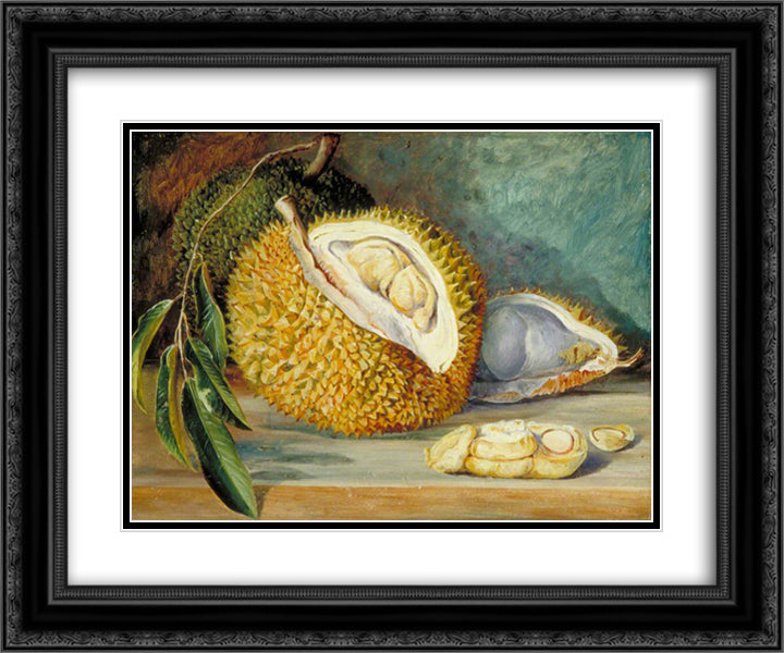 Durian Fruit from a Large Tree, Sarawak, Borneo 24x20 Black Ornate Wood Framed Art Print Poster with Double Matting by North, Marianne