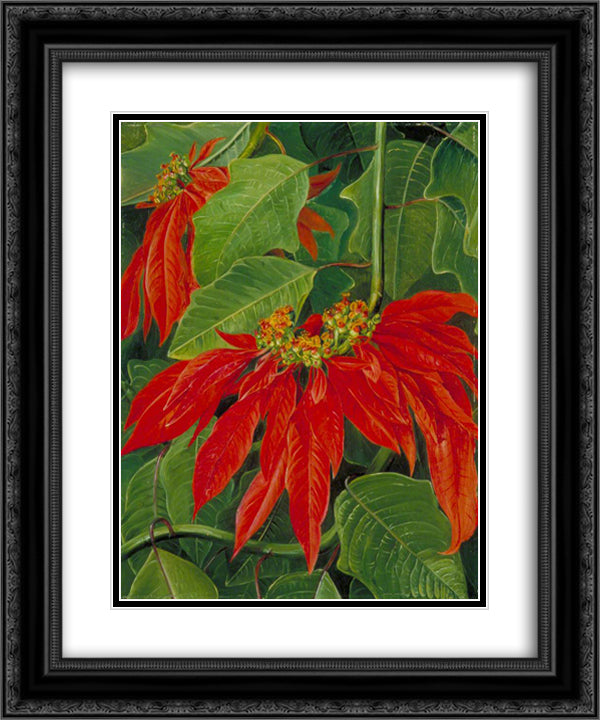 Flor de Pascua or Easter Flower, at Morro Velho, Brazil 20x24 Black Ornate Wood Framed Art Print Poster with Double Matting by North, Marianne