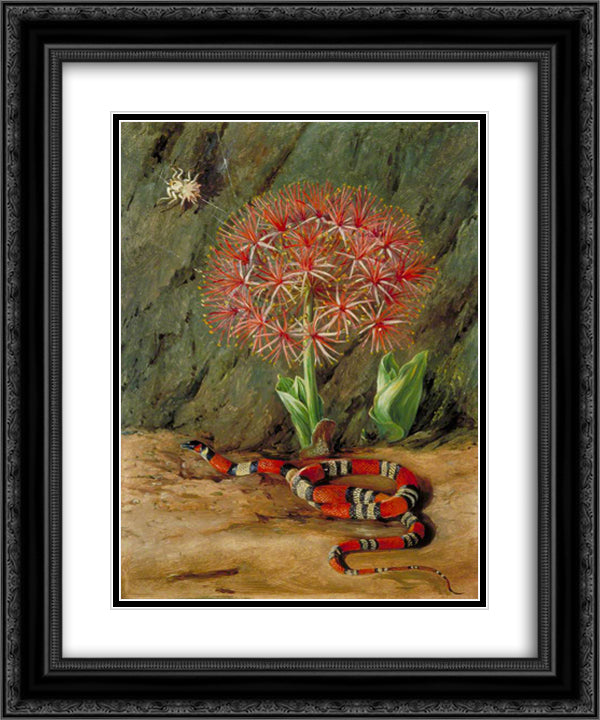 Flor Imperiale, Coral Snake and Spider, Brazil 20x24 Black Ornate Wood Framed Art Print Poster with Double Matting by North, Marianne