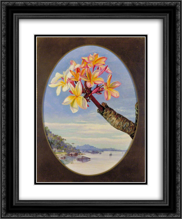 Flowers of Jasmine Mango or Frangipani, Brazil 20x24 Black Ornate Wood Framed Art Print Poster with Double Matting by North, Marianne