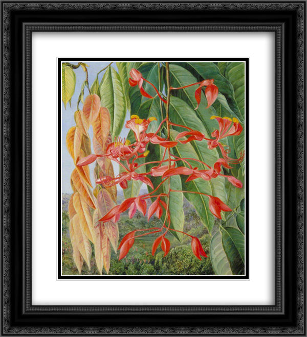Foliage and Flowers of the Burmese Thaw-Ka or Soka 20x22 Black Ornate Wood Framed Art Print Poster with Double Matting by North, Marianne