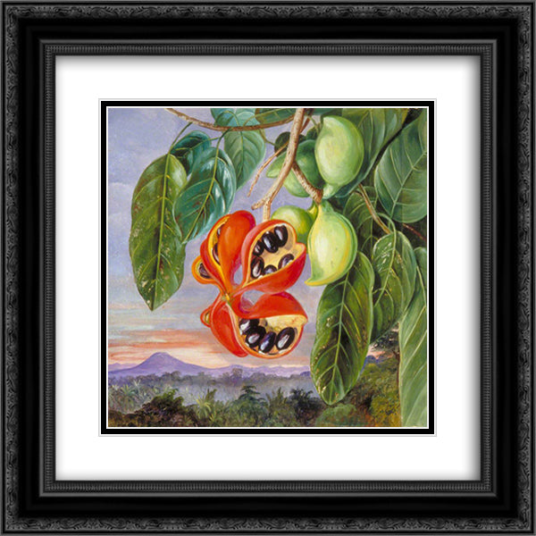 Foliage and Fruit of Sterculia parviflora 20x20 Black Ornate Wood Framed Art Print Poster with Double Matting by North, Marianne
