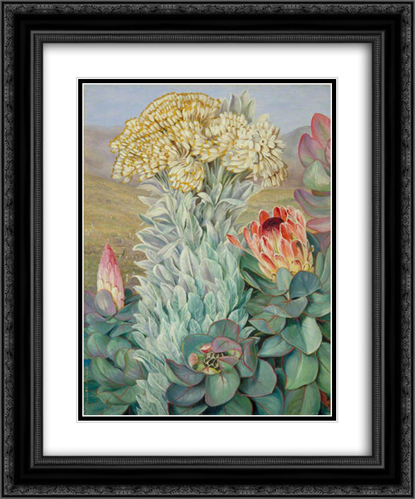 Giant Everlasting and Protea on the Hills near Port Elizabeth 20x24 Black Ornate Wood Framed Art Print Poster with Double Matting by North, Marianne